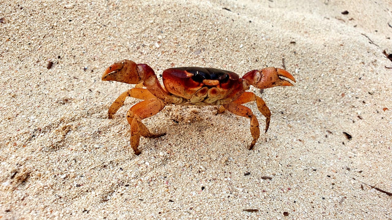 Strand Hotel Viva Dominicus Beach by Wyndham - All Inclusive Resort