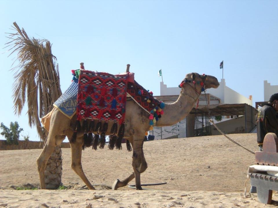 Das Kamel heißt Oscar und liebt Bananen Three Corners Sea Beach Resort