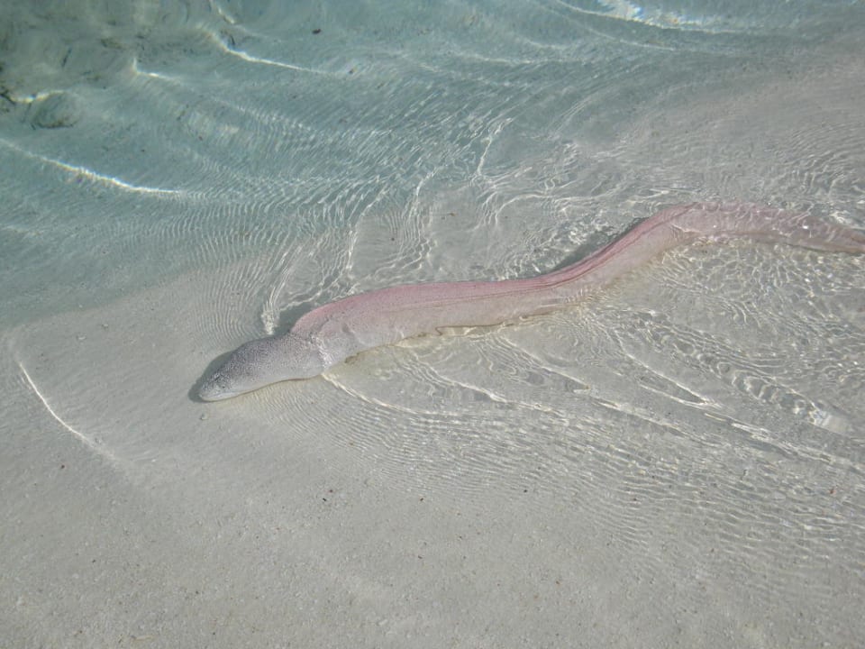 Silber-Muräne Angaga Island Resort