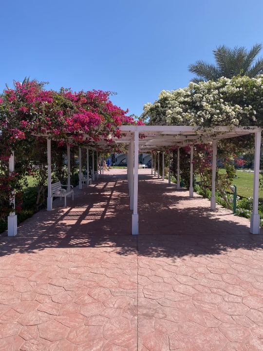 Gartenanlage Desert Rose