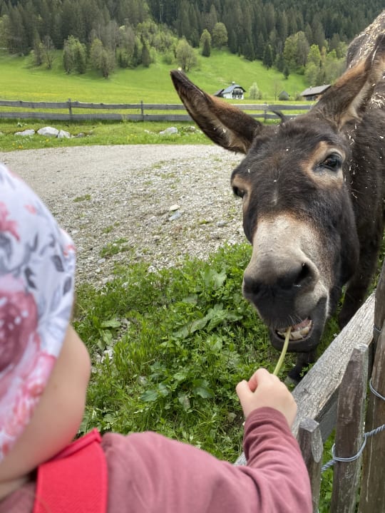 Gartenanlage Dachsteinkönig - Familux Resort