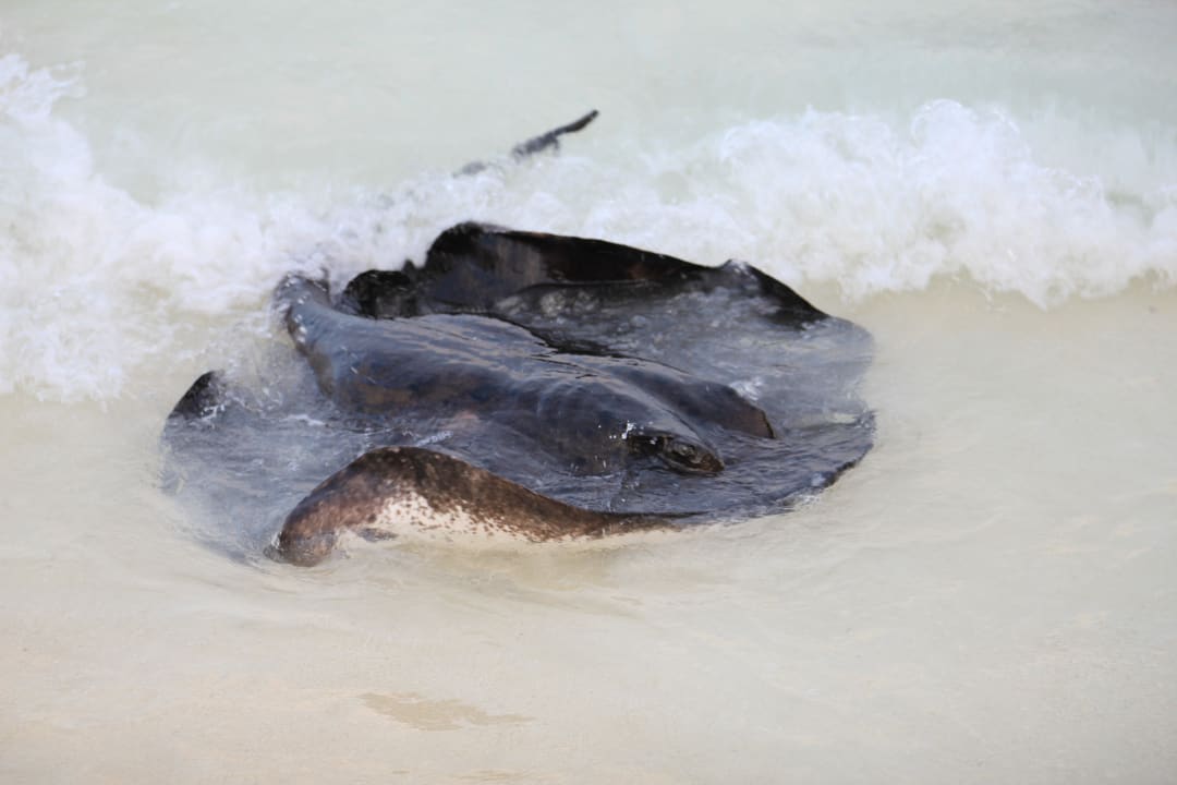 Rochenfütterung vor Bungalow 185 NH Collection Maldives Reethi Resort