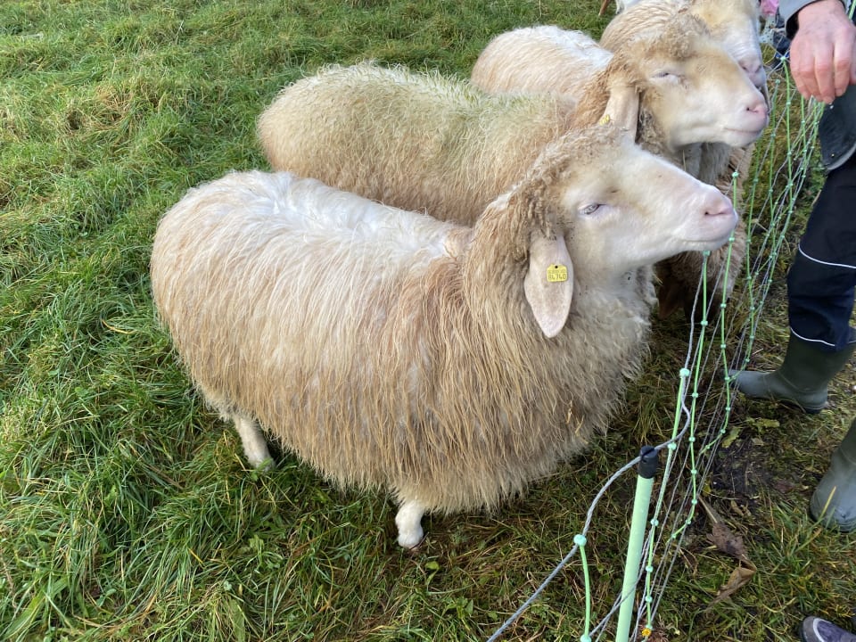Sonstiges Staller Ferienhof