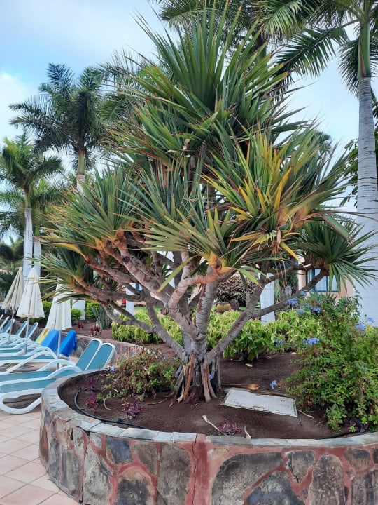 Gartenanlage allsun Hotel Esplendido