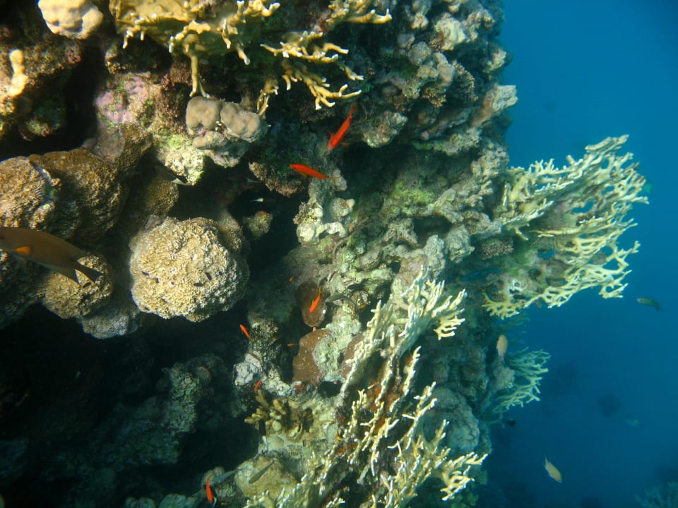 81 Stella Beach Resort & Spa Makadi Bay