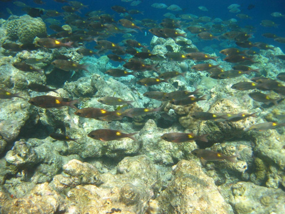 Unterwasserwelt am Hausriff NH Collection Maldives Reethi Resort