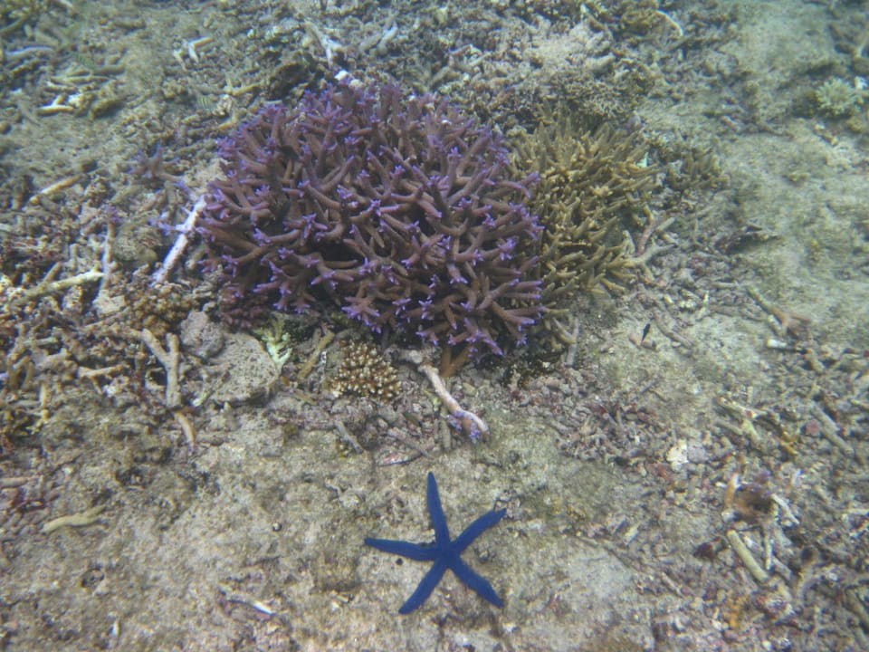 Hausriff Hotel Matamanoa Island Resort