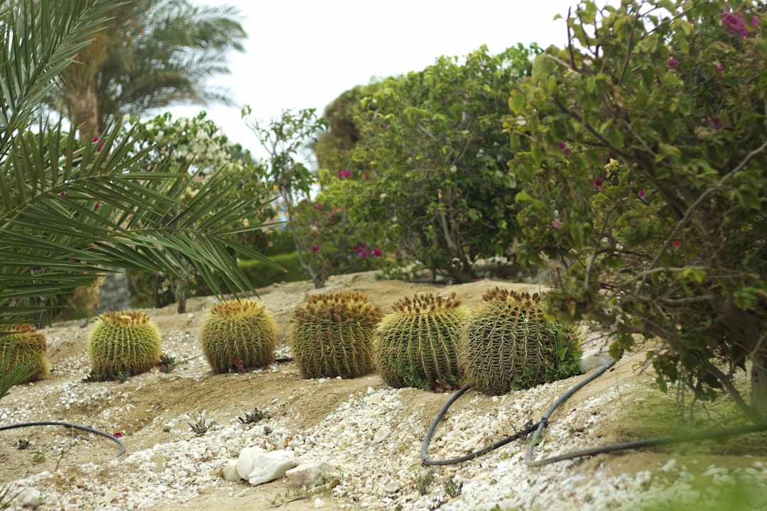 SENTIDO Oriental Dream Resort Swisstouch Oriental Resort Marsa Alam