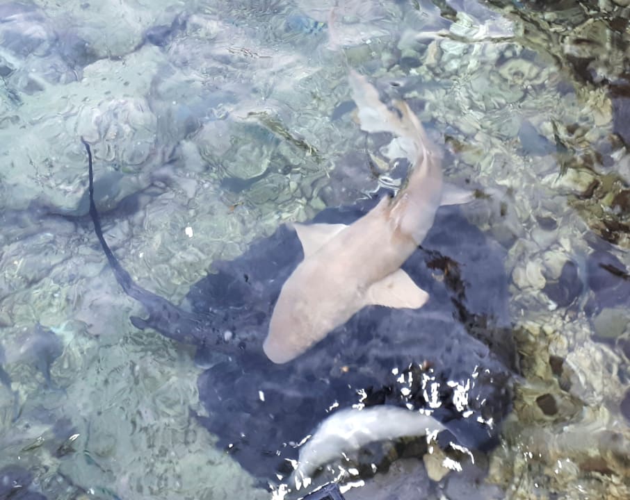 Strand Machchafushi Island Resort & Spa Maldives, The Centara Collection