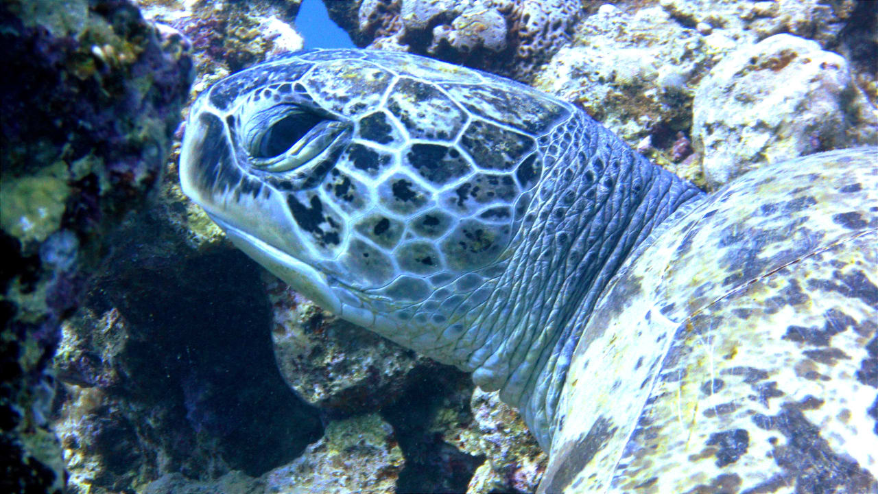 Sport & Freizeit Mövenpick Resort El Quseir