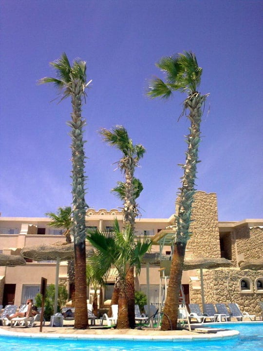 Пальмовый бассейн Pickalbatros Citadel Resort