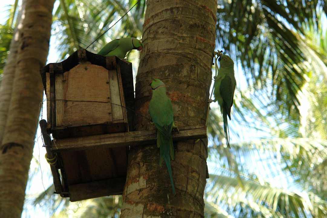 Im Inselinneren Summer Island Maldives