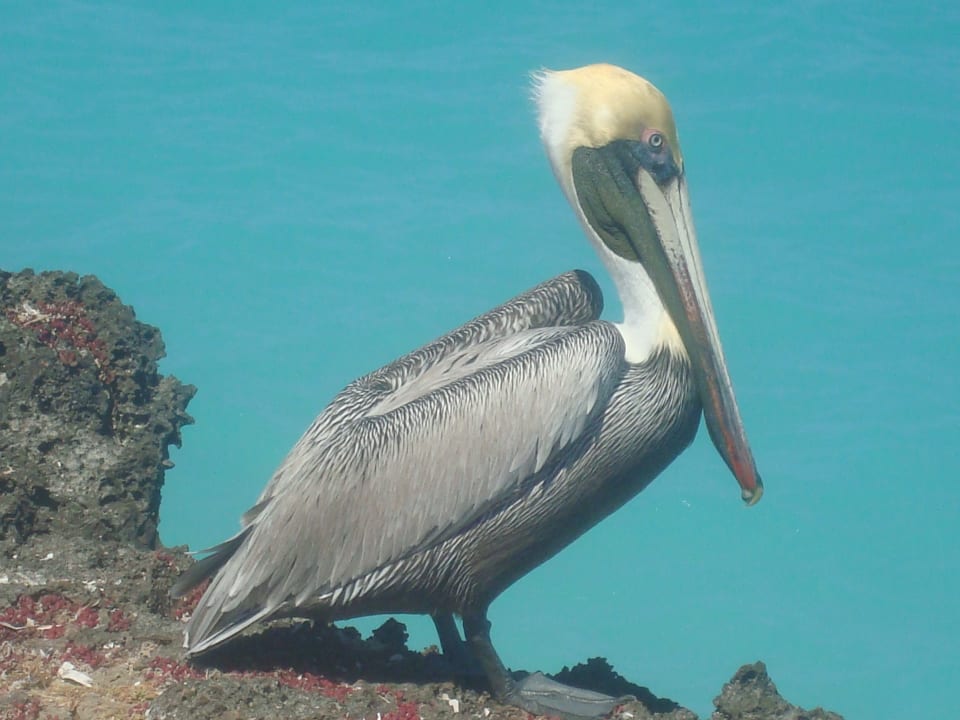 Strand Sirenis Tropical Varadero