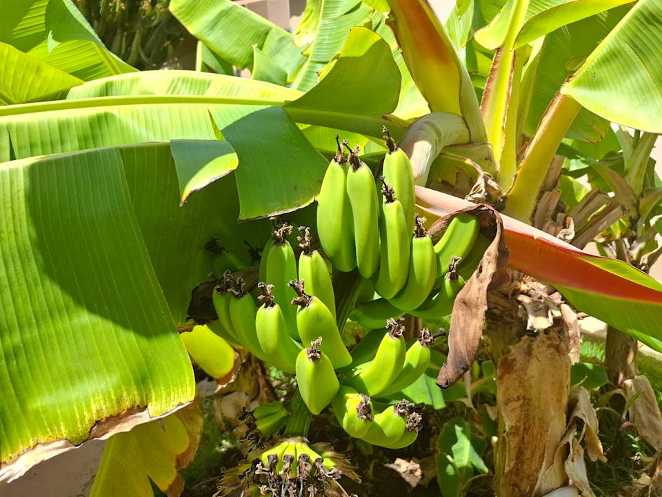 Gartenanlage allsun Hotel Esplendido