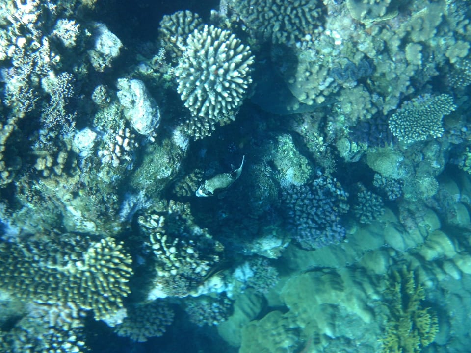 Brillenkofferfisch am Hausriff Three Corners Equinox Beach Resort