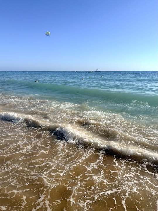 Strand Seashell Vega