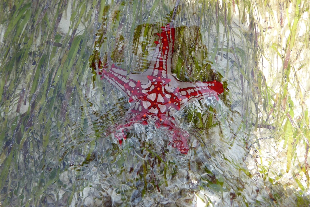 Strand Neptune Paradise Beach Resort & Spa