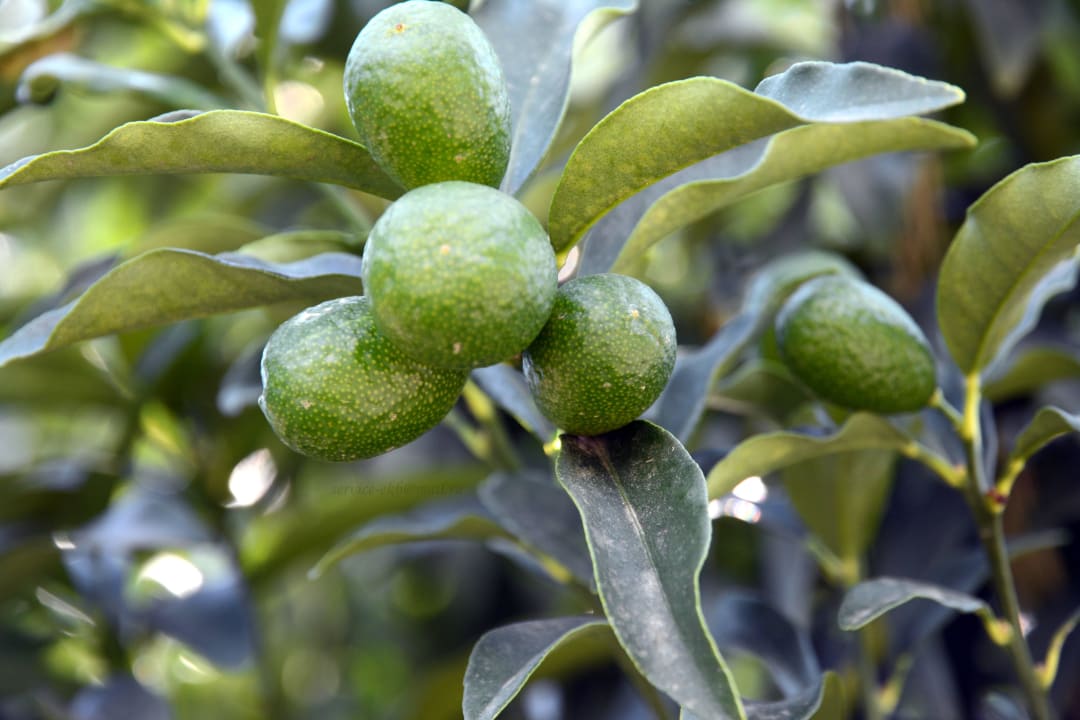 Titanic Deluxe Belek Titanic Deluxe Golf Belek