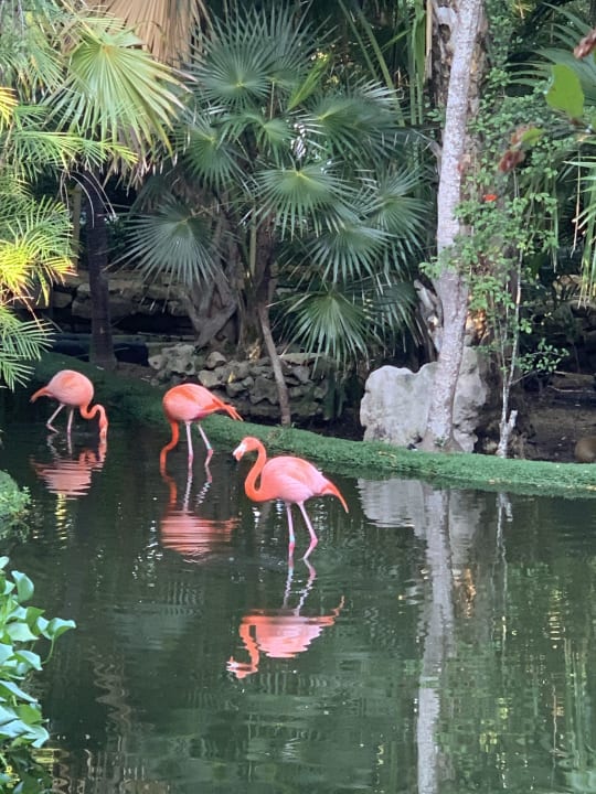 Gartenanlage Grand Palladium Kantenah Resort & Spa