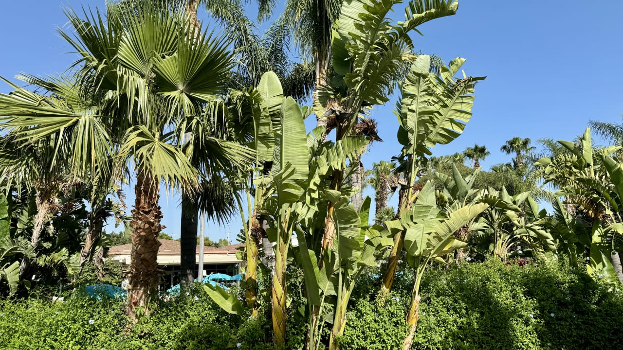 Gartenanlage Acacia Palace