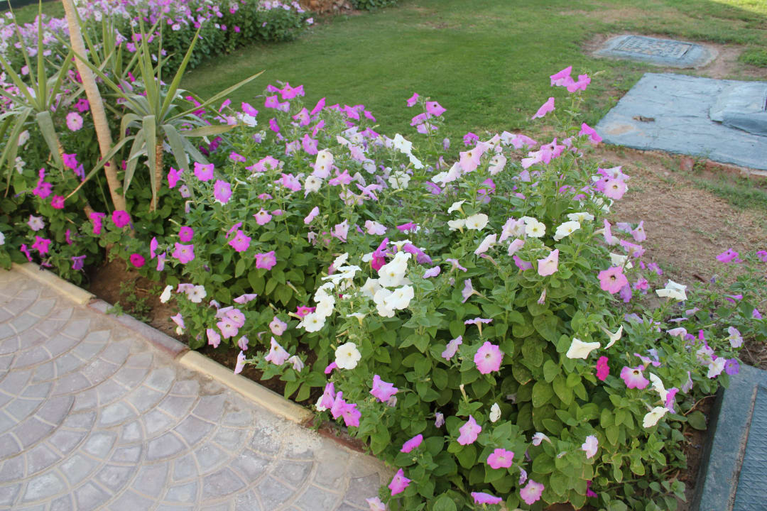 Schöne Blumen in der ganzen Anlage verteilt Pickalbatros Dana Beach Resort - Hurghada