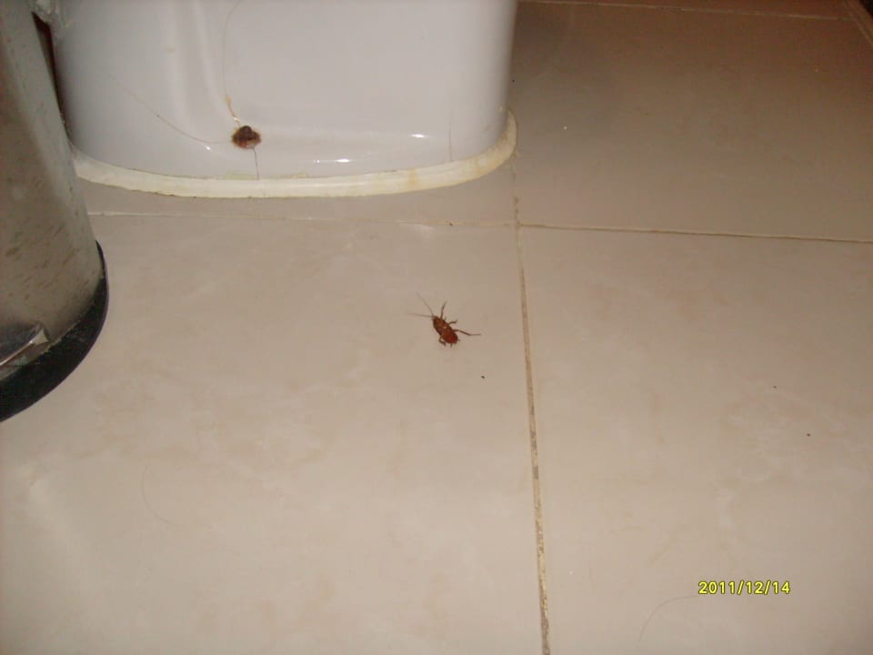 Ungeziefer Shams Safaga Resort