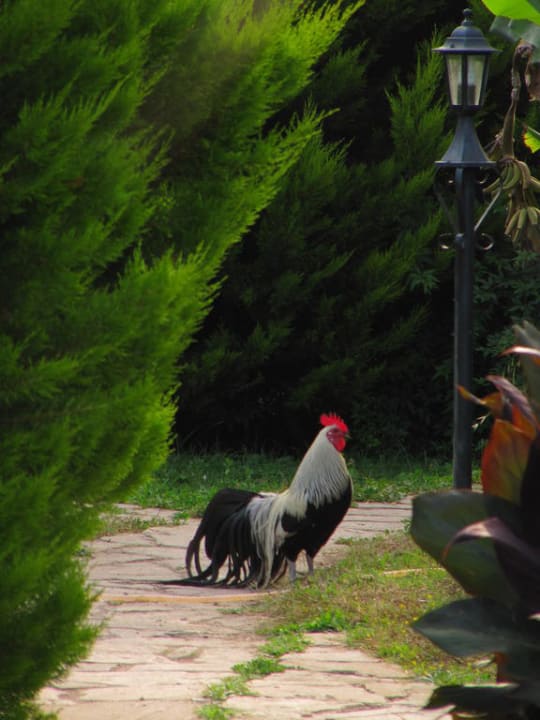 Der König im Paradies Hotel Anatolia Resort