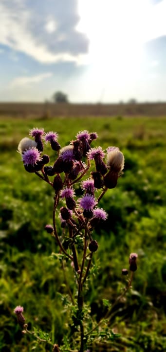 Gartenanlage Ferienwohnungen Ferienpark Weissenhäuser Strand