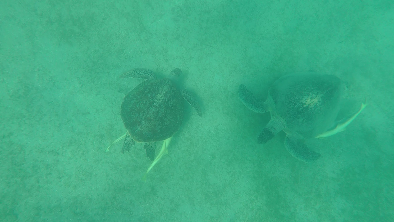 Sonstiges JAZ Elite Riviera