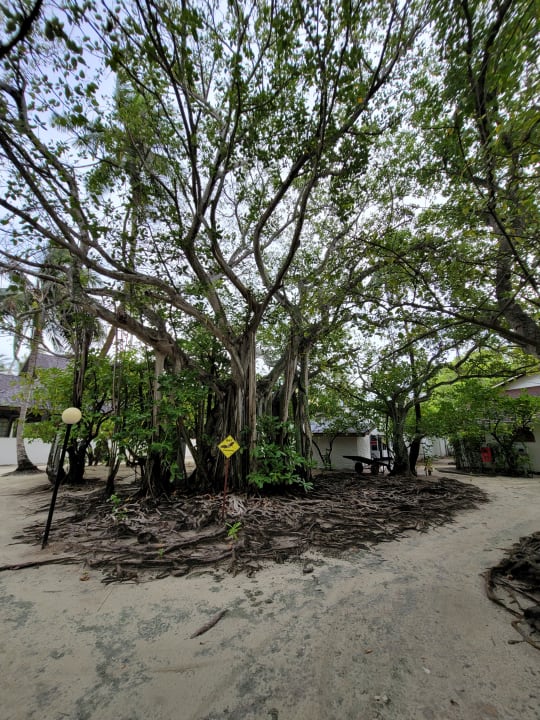 Gartenanlage Cinnamon Dhonveli Maldives