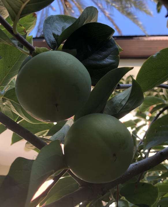 Gartenanlage Hotel Sirma