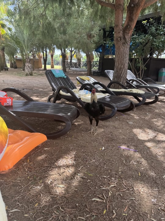 Pool Seaden Sea World Resort & Spa