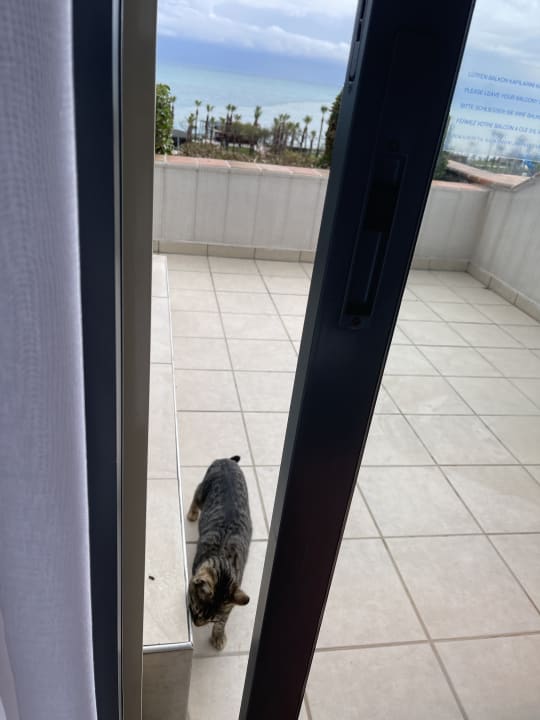 Zimmer Limak Limra Hotel & Resort