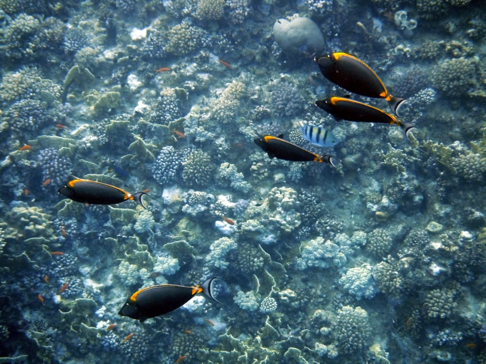 Strand Steigenberger Coraya Beach - Adults only