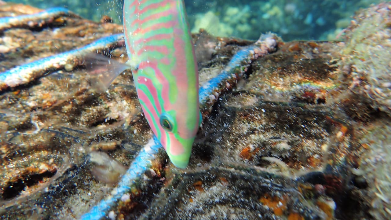 Strand Hotel Gorgonia Beach Resort