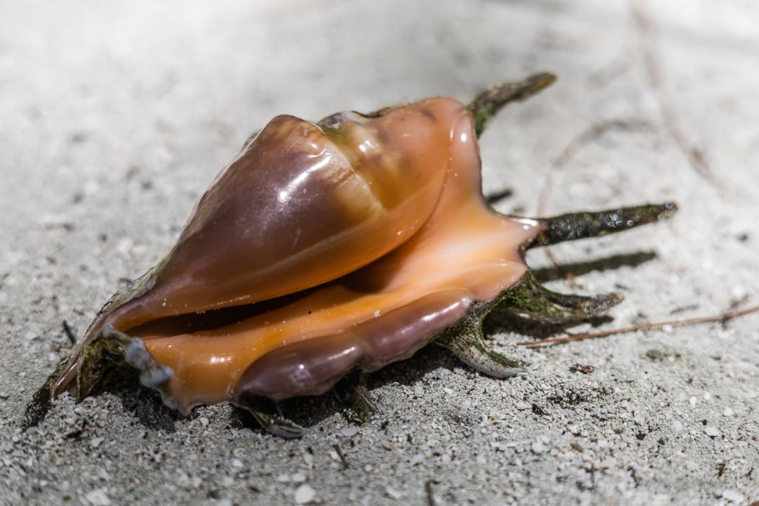 Strand Summer Island Maldives