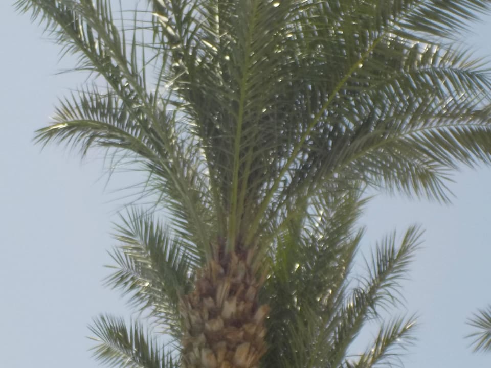 Palmen Stella Garden Resort & Spa, Makadi Bay