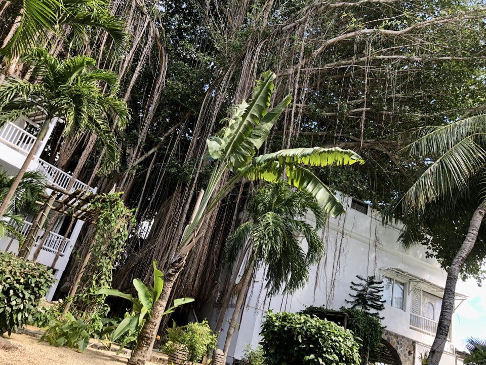 Gartenanlage Hibiscus Boutique Hotel
