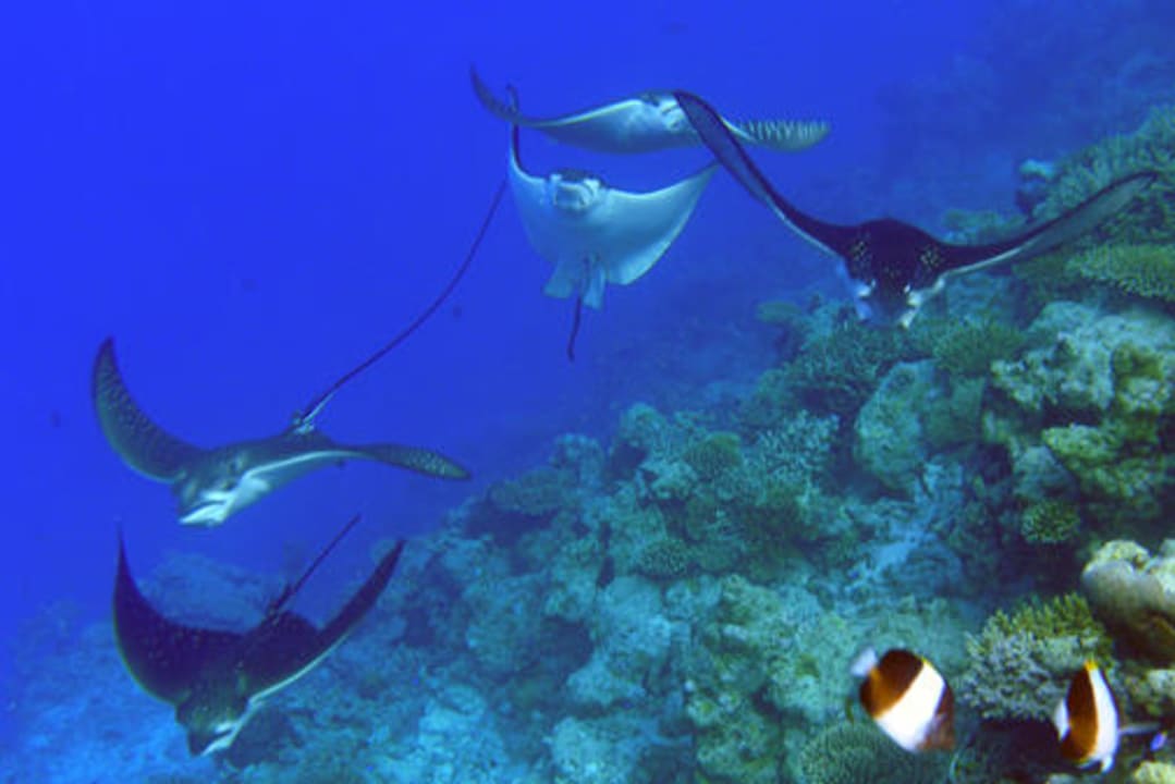 Gruppe Adlerrochen Biyadhoo Island Resort