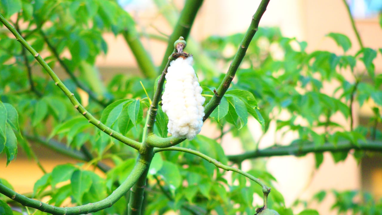 Gartenanlage Sunis Kumköy Beach Resort Hotel & Spa