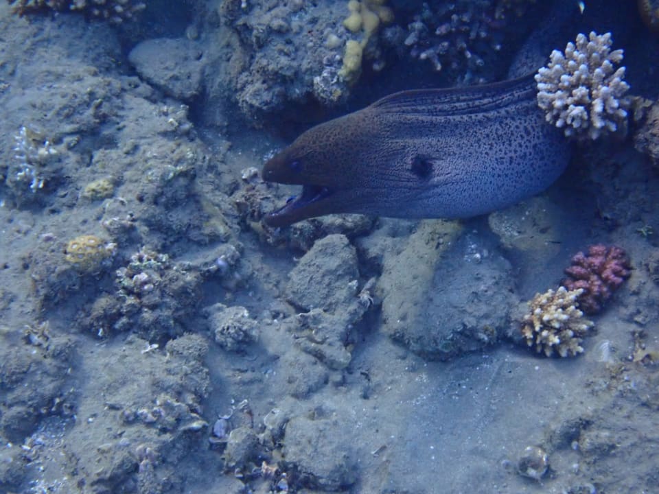 Strand Malikia Resort Abu Dabbab