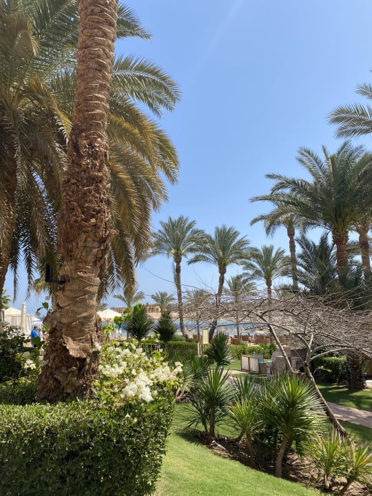 Gartenanlage Steigenberger Coraya Beach - Adults only