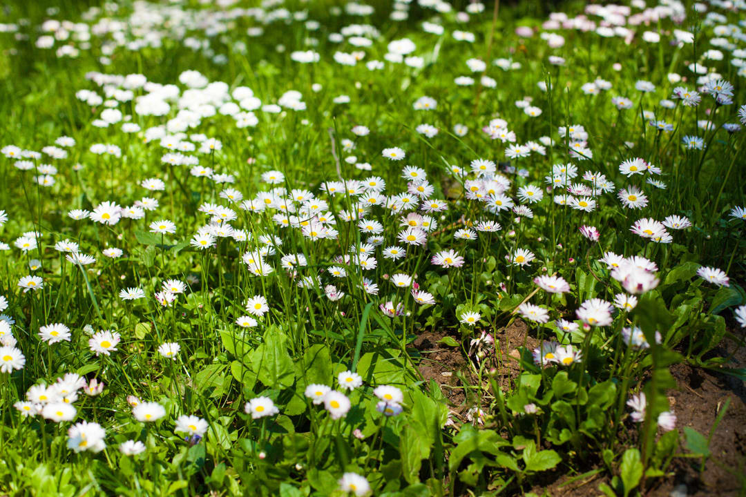 Gartenanlage Valisoara Holiday House