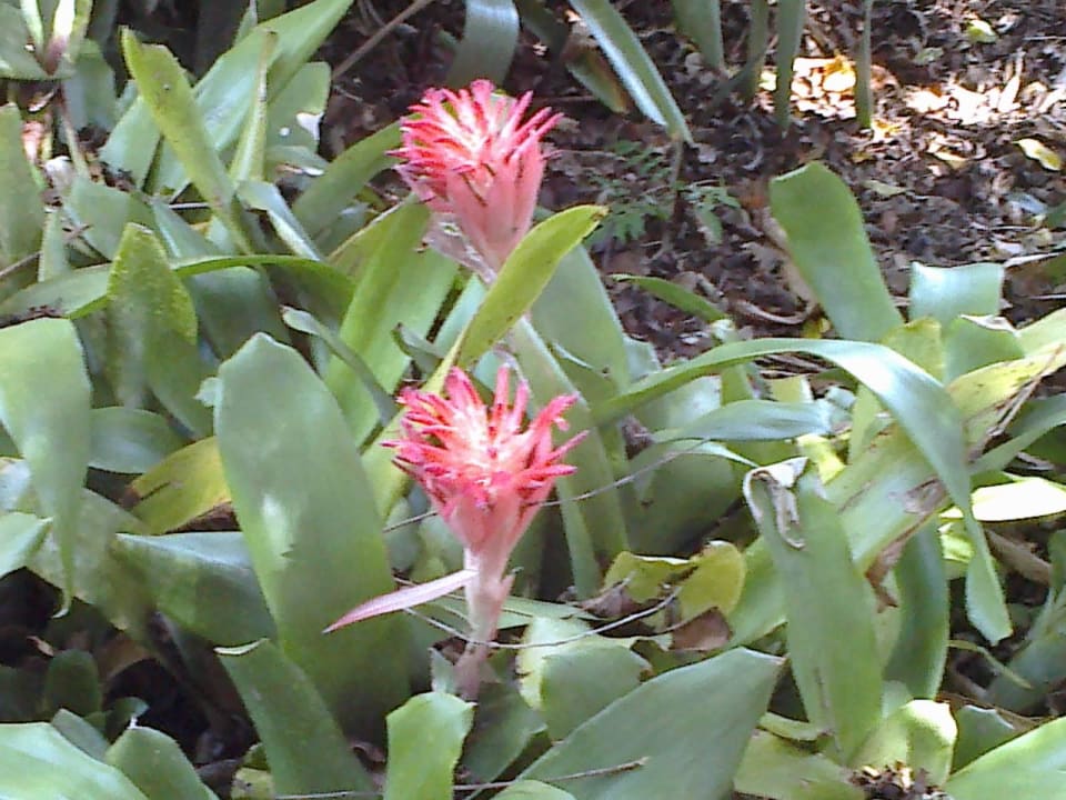 Blumenpracht H10 Tenerife Playa