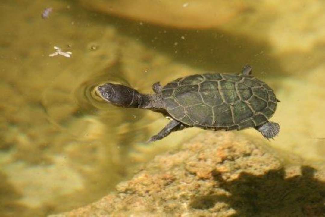 im neuen Biotop tummeln sich Schildkröten Boko Boko Porini Farm- and Guesthouse
