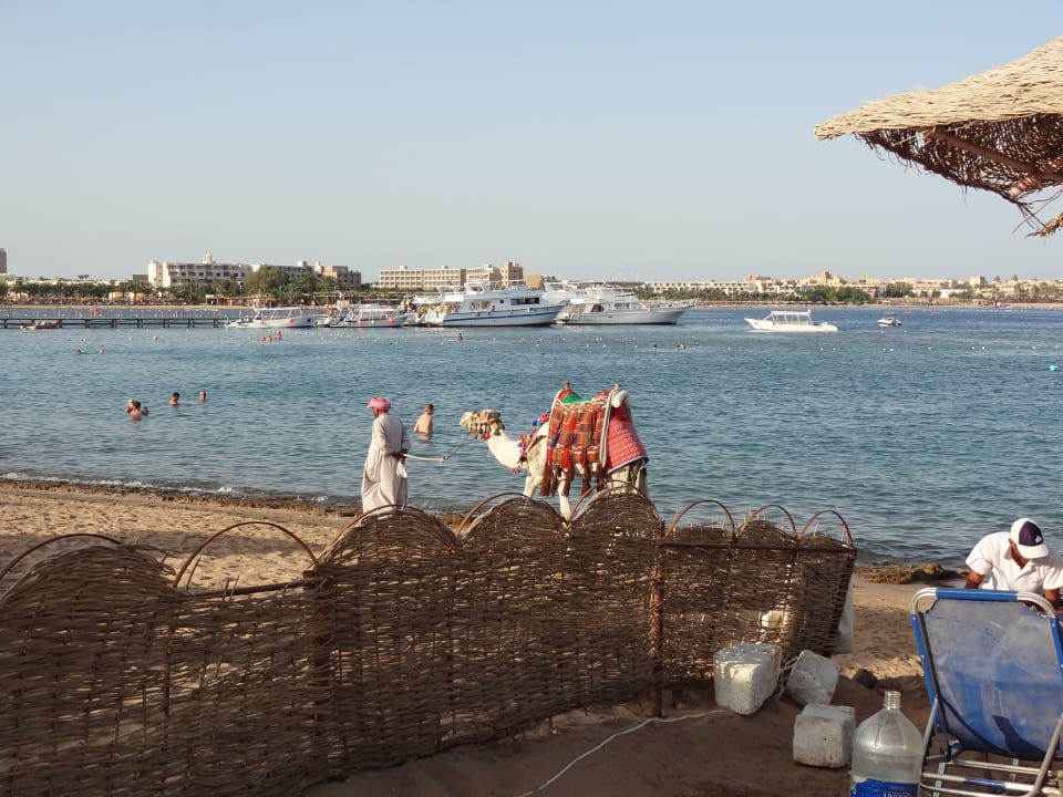 Kamel kann man mieten, hinten die Tauchboote Jaz Makadi Oasis Resort