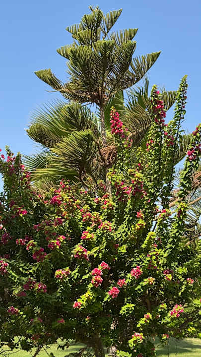 Gartenanlage Wadi Lahmy Azur Resort