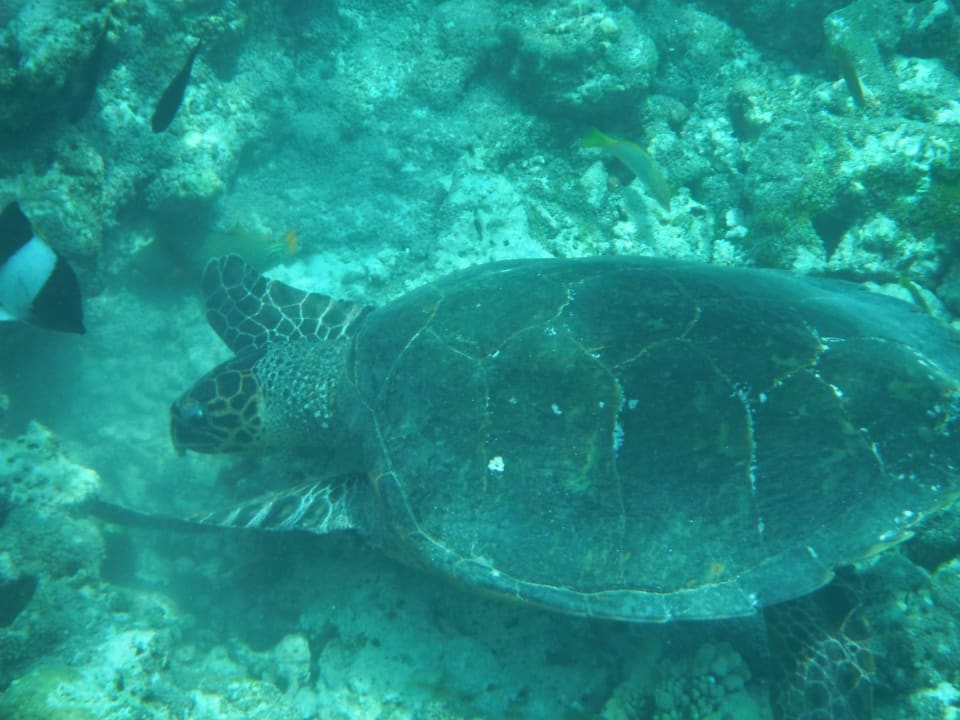 Gigantische Unterwasserwelt Summer Island Maldives