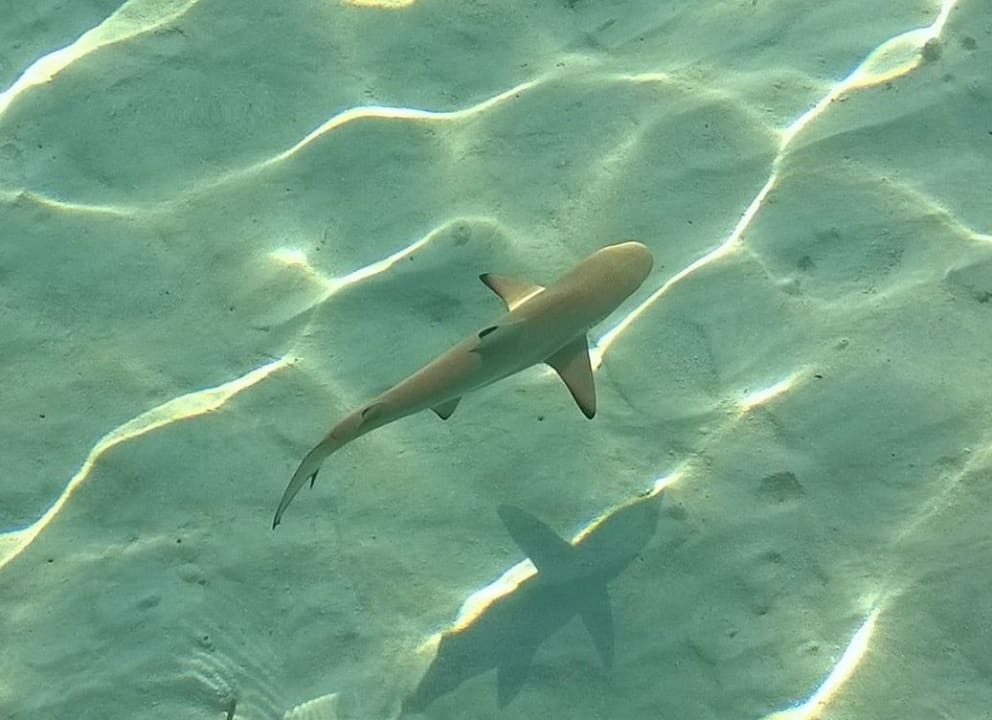 Das Wasser ist kristallklar! Meeru Maldives Resort Island