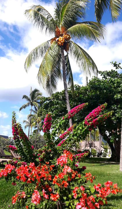 Gartenanlage Sofitel Imperial Resort & Spa